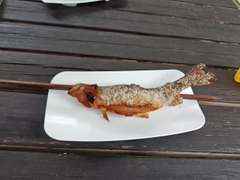 ニジマスの釣果