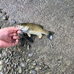 スモールマウスバス