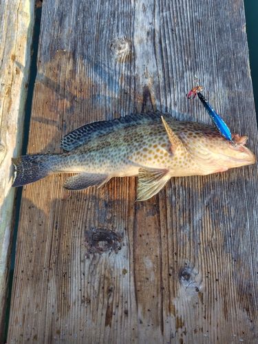 オオモンハタの釣果