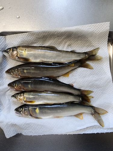 アユの釣果