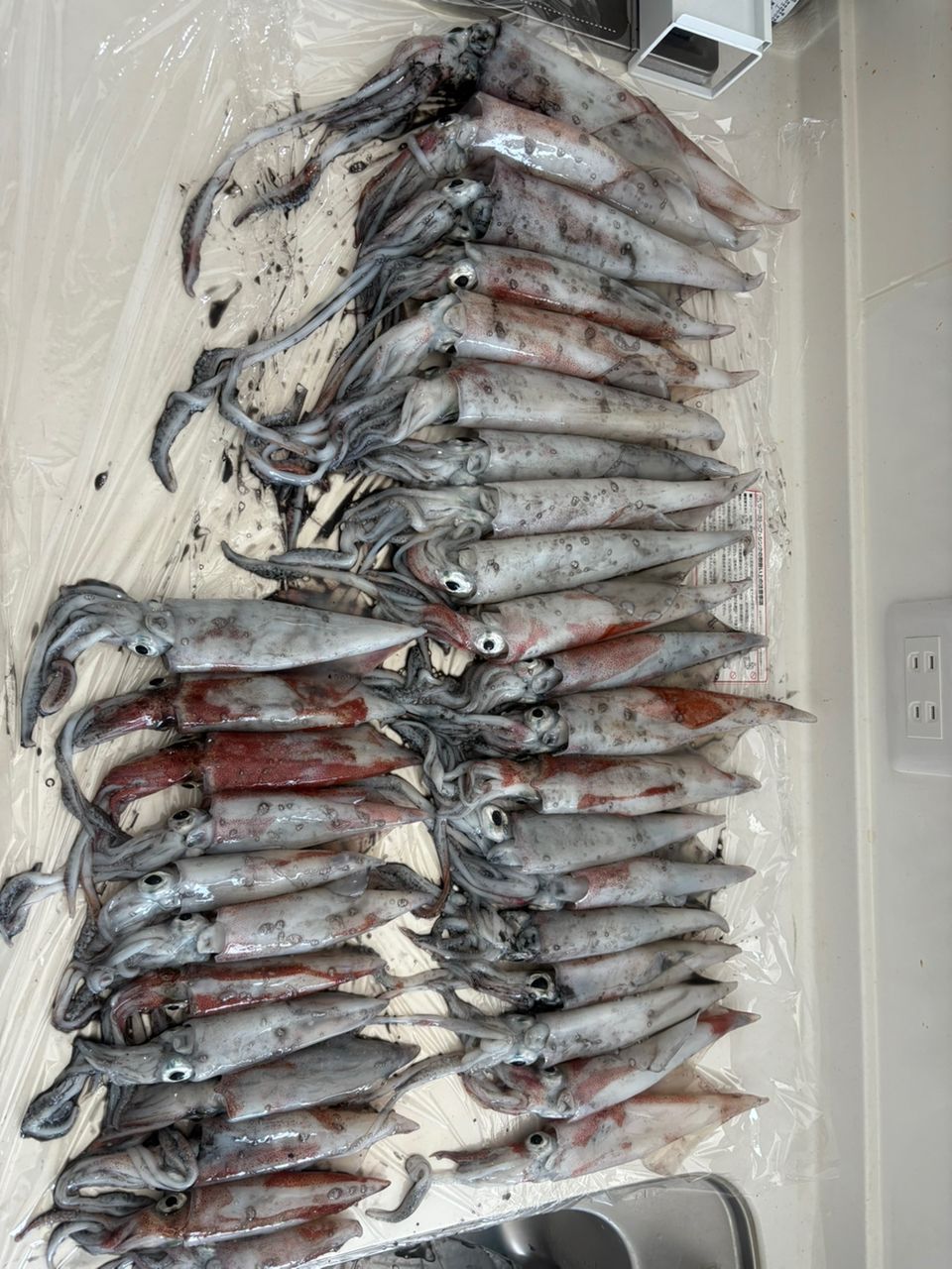 Ｋーｐｐさんの釣果 2枚目の画像