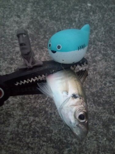 マアジの釣果