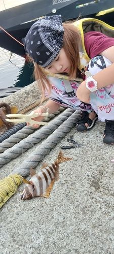 タカノハダイの釣果