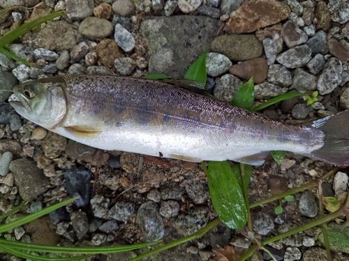 ヤマメの釣果