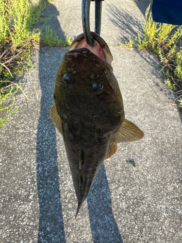 マゴチの釣果