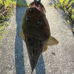 マゴチ