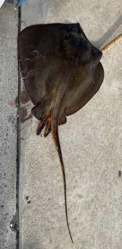 アカエイの釣果