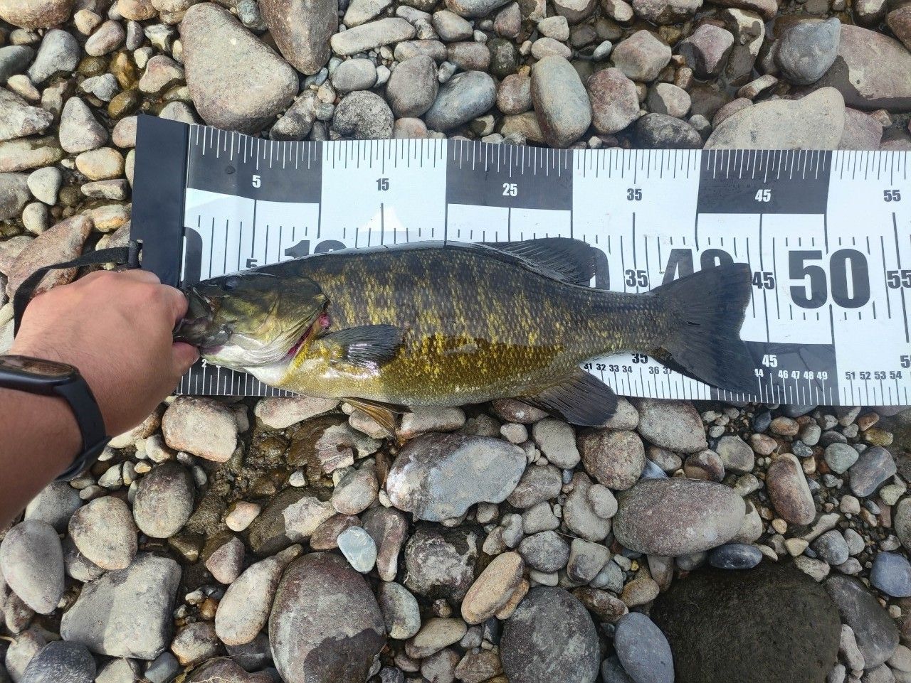 スモールマウスバス