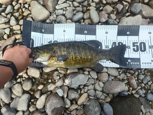 スモールマウスバスの釣果