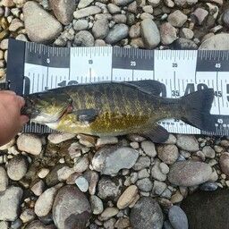 スモールマウスバス