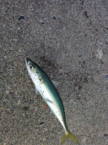 マサバの釣果