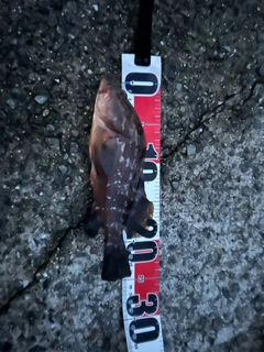 アコウの釣果