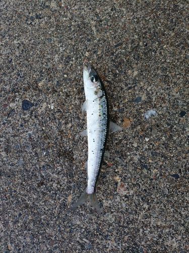マイワシの釣果
