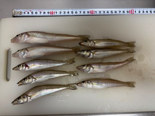 キスの釣果