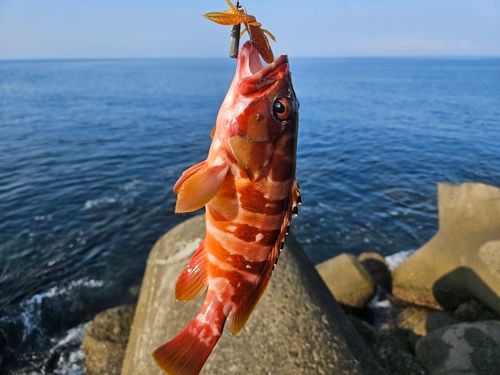 アカハタの釣果