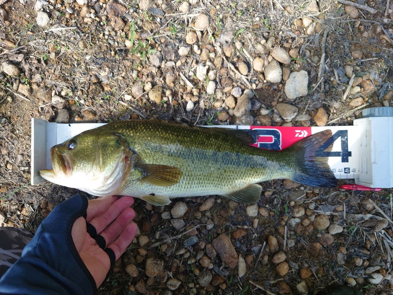 ラージマウスバス