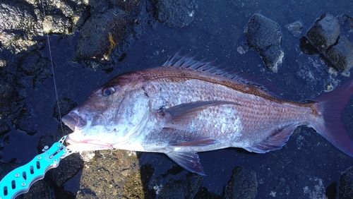 マダイの釣果