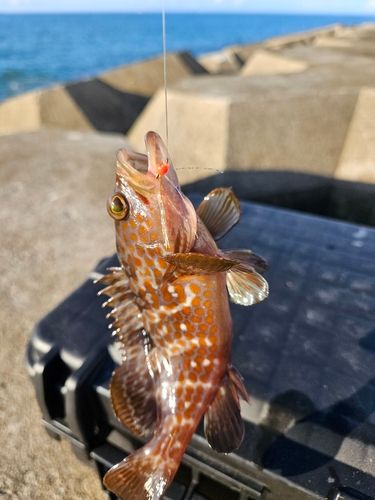 キジハタの釣果