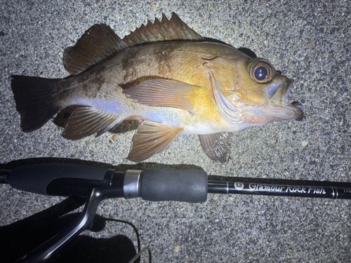 メバルの釣果