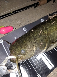 ナマズの釣果