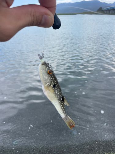 クサフグの釣果