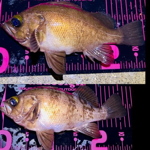 シロメバルの釣果
