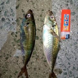 アジ