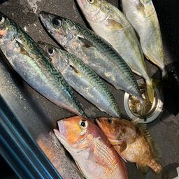 アマダイ