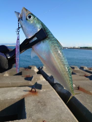 サバの釣果