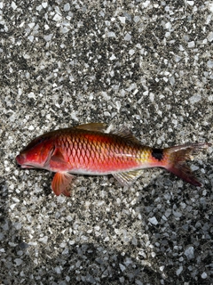 コバンヒメジの釣果