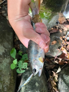 アマゴの釣果