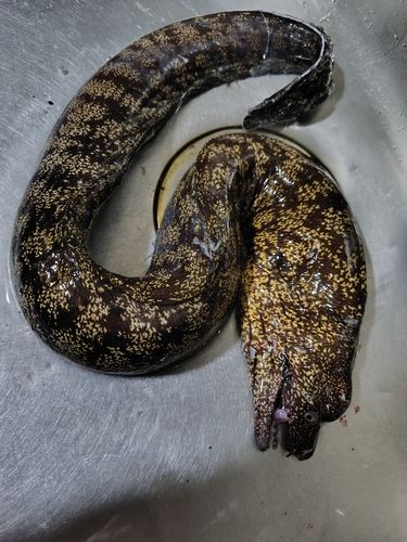 スマガツオの釣果