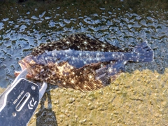 ソゲの釣果