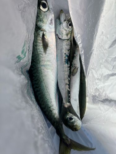 サバの釣果