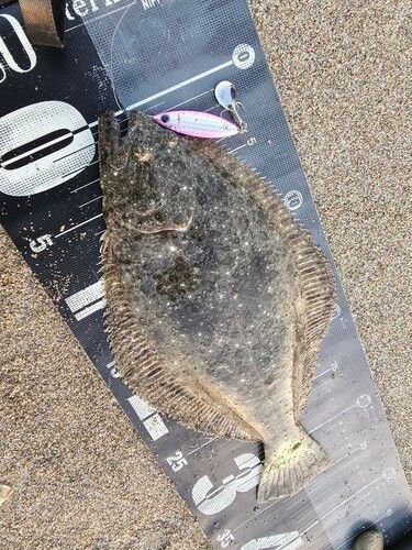 ソゲの釣果