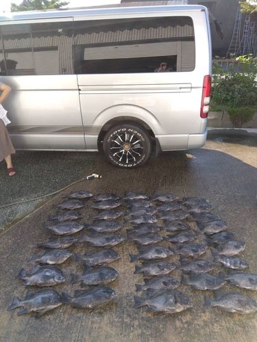 イシガキダイの釣果