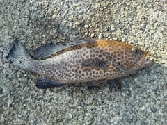 オオモンハタの釣果