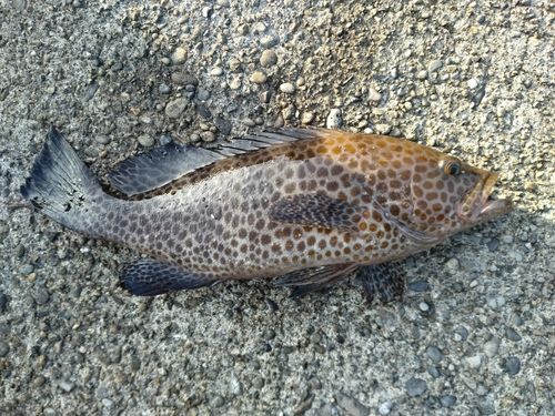 オオモンハタの釣果