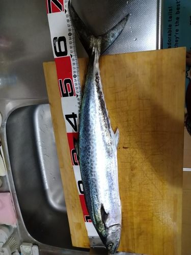 サワラの釣果