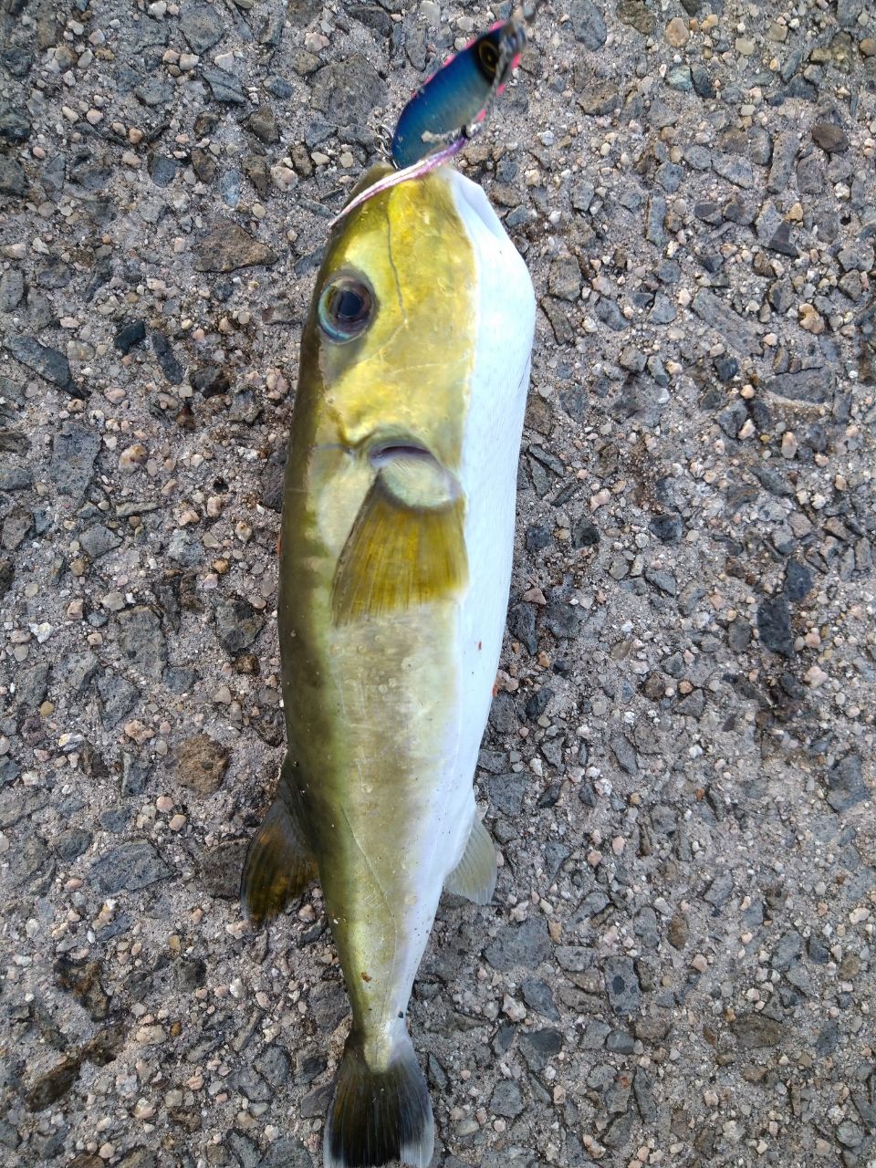 サワラ