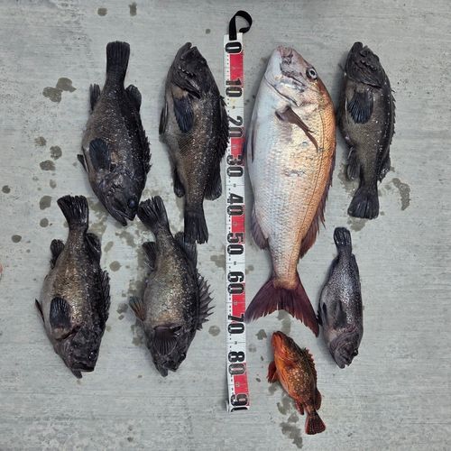 タイの釣果