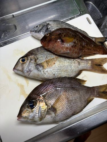 メイチダイの釣果