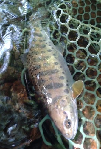 ヤマメの釣果