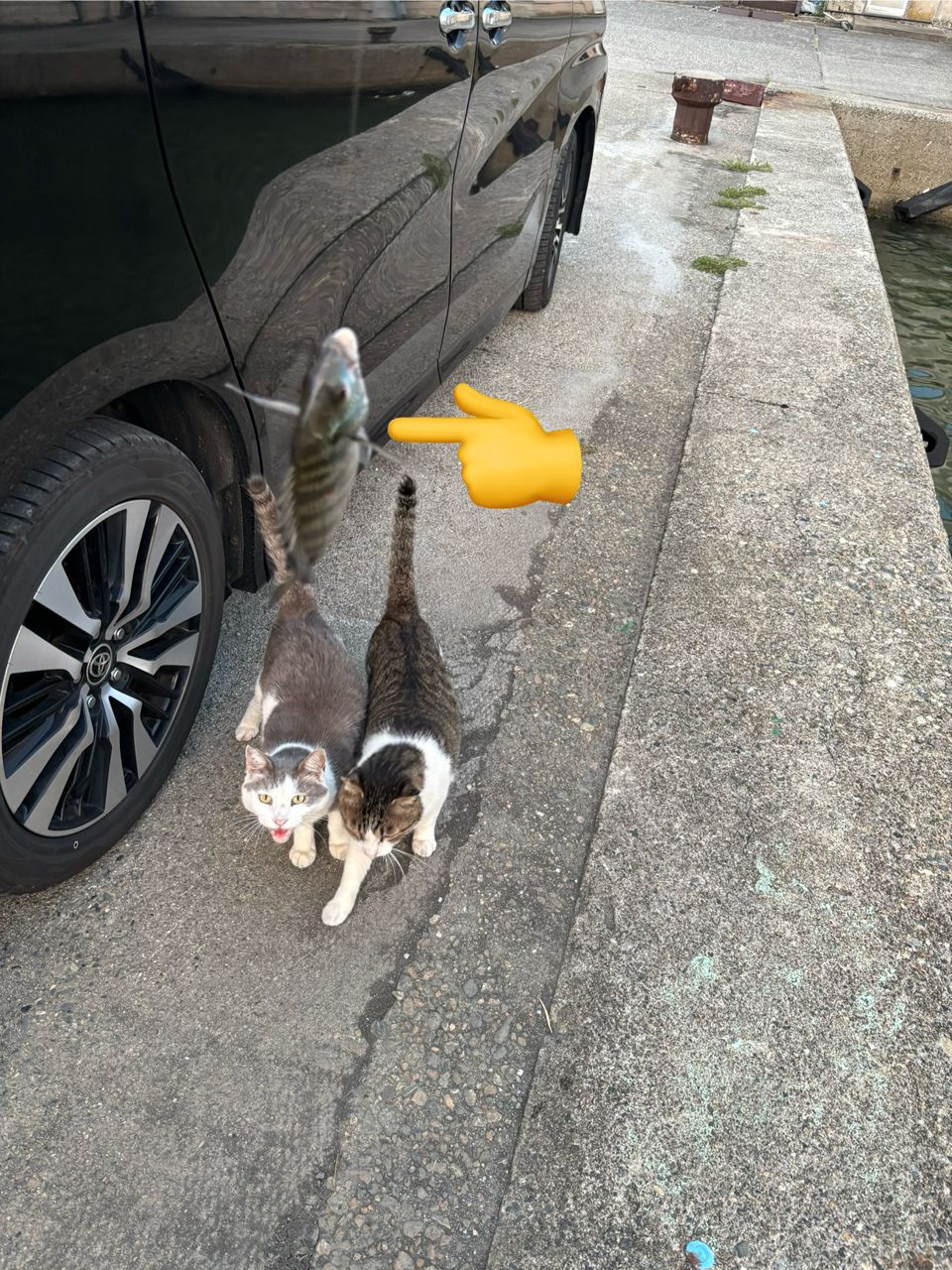 チヌ