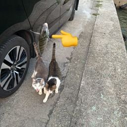 チヌ