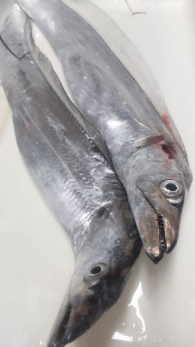 タチウオの釣果