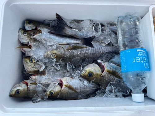 イサキの釣果
