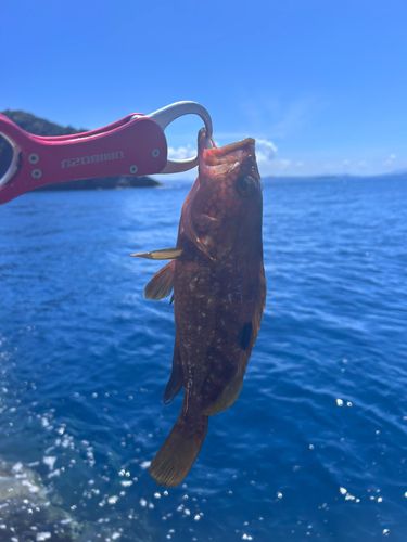 キジハタの釣果