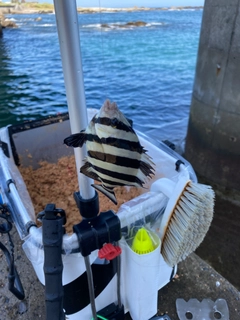 サンバソウの釣果