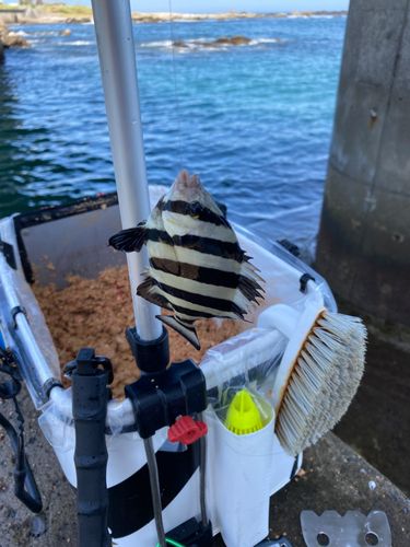 サンバソウの釣果